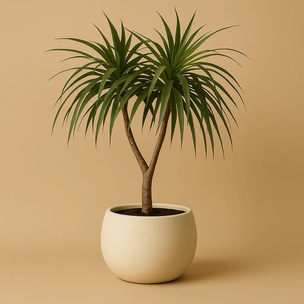 Plants Sylvia Crystals Sp. z o.o.