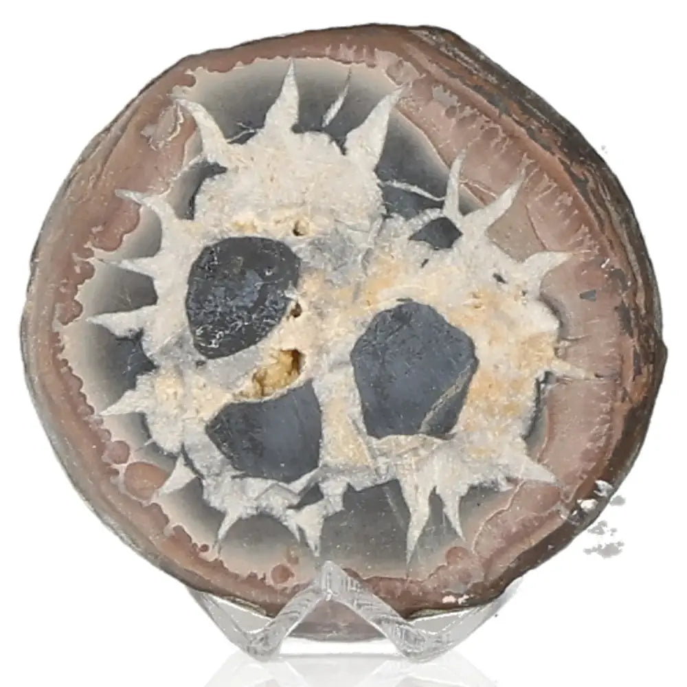 Unique septarian nodule, known as Dragon Stone, showcasing its intricate patterns and rich symbolism of power and endurance.