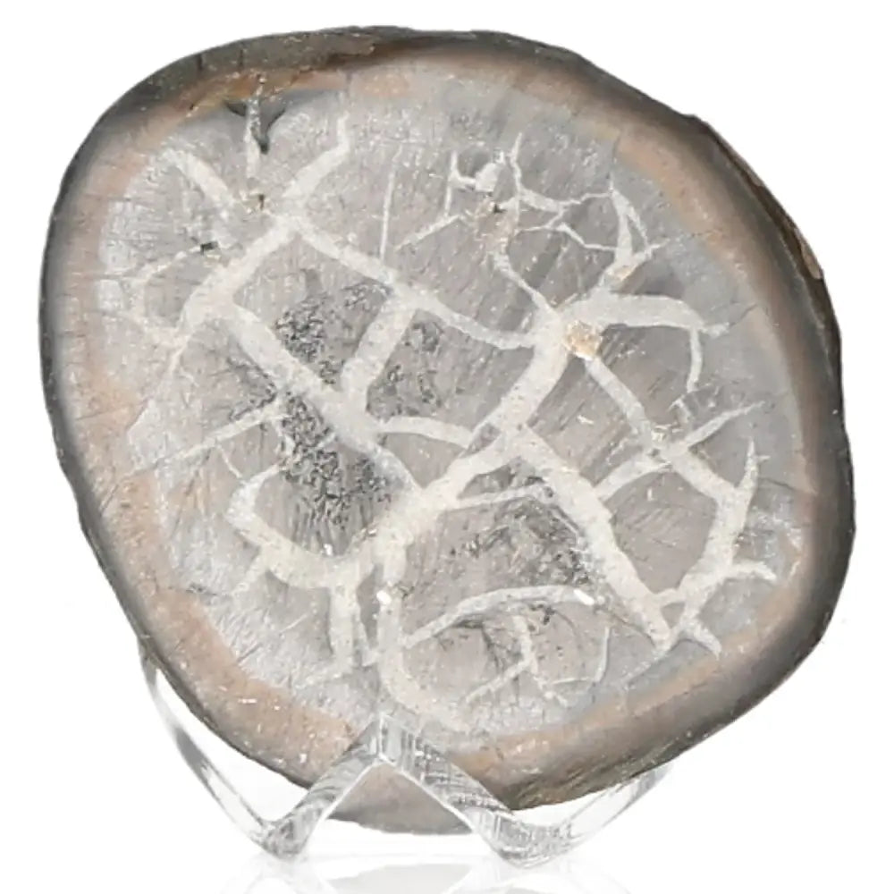 Unique Septarian stone with distinct patterns symbolizing power and endurance, often called "Dragon Stone" for its multidimensional properties.