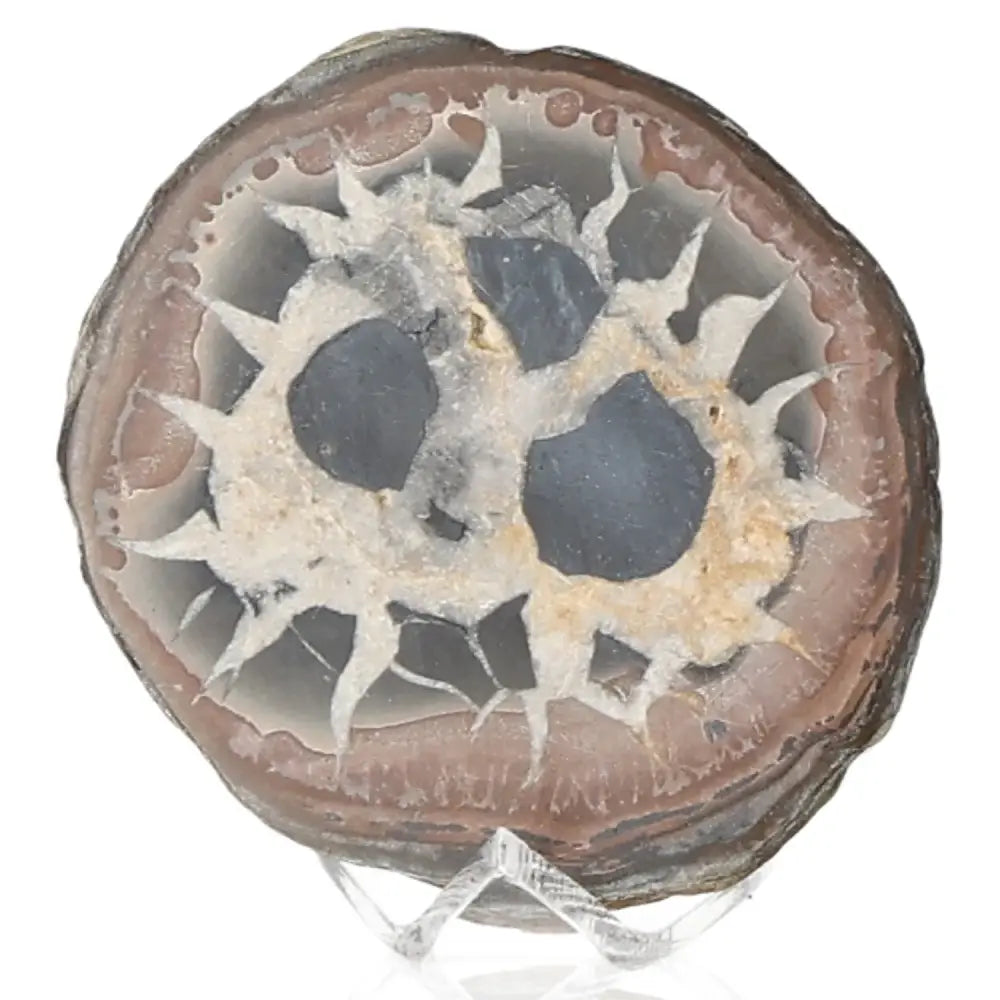 Close-up of Septarian stone, known as Dragon Stone, showcasing its unique patterns and textures, symbolizing power and endurance.