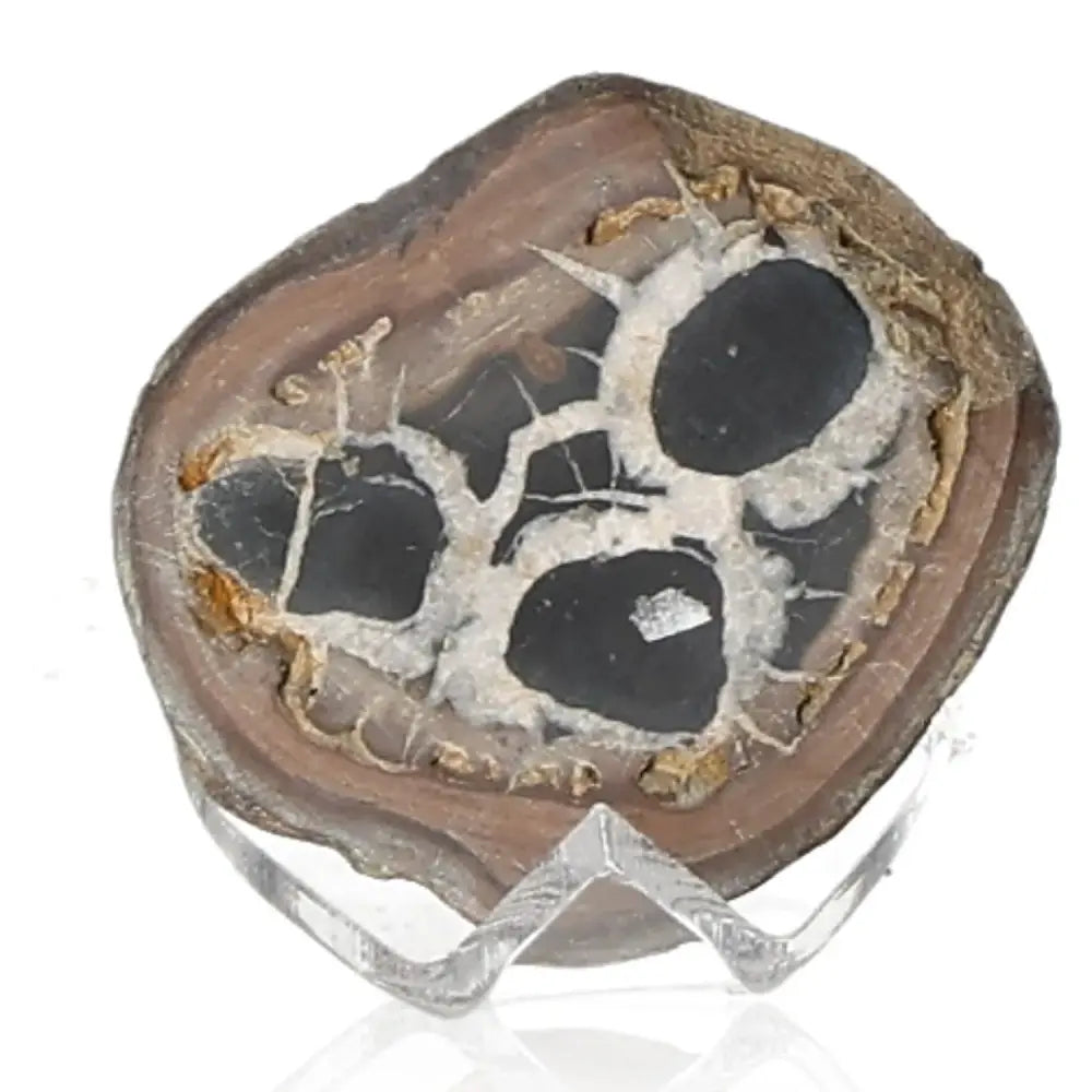 Septarian "Dragon Stone" mineral showcasing unique patterns and colors, symbolizing power and endurance.