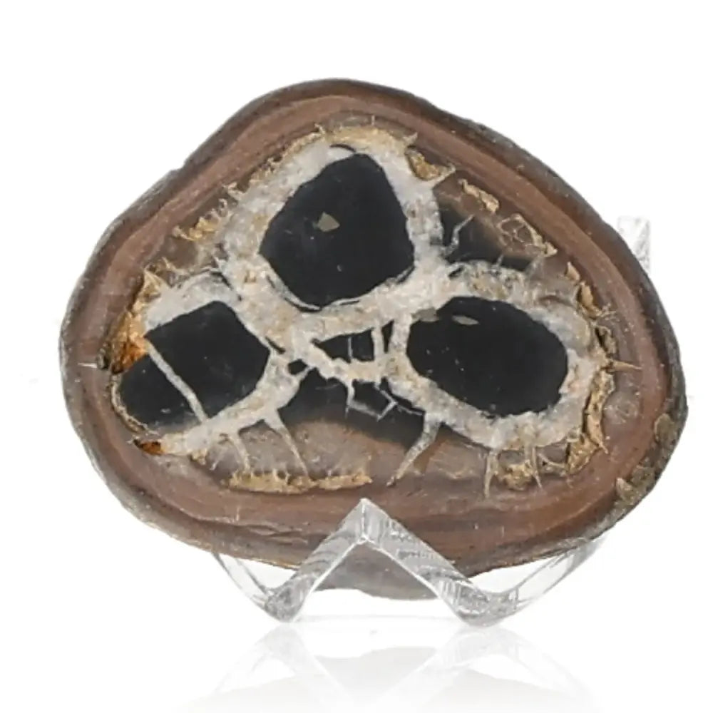 Septarian "Dragon Stone" mineral specimen showcasing unique patterns, symbolizing power, endurance, and multidimensional properties.
