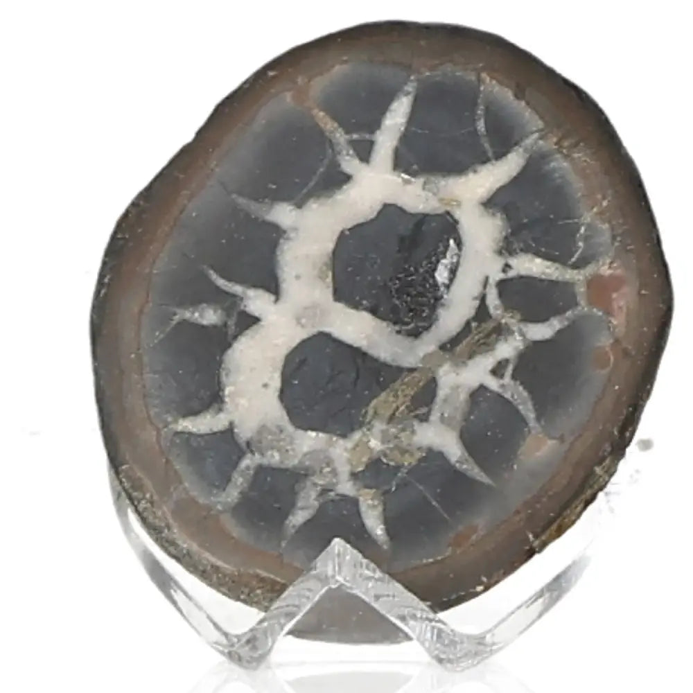 Septarian Dragon Stone mineral on display stand, highlighting its unique textures and earthy tones, symbolizing power and endurance.