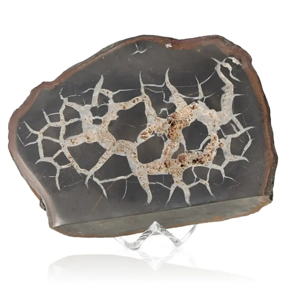 Septarian "Dragon Stone" mineral with unique crackle pattern symbolizing power and endurance, known for its spiritual and therapeutic properties.
