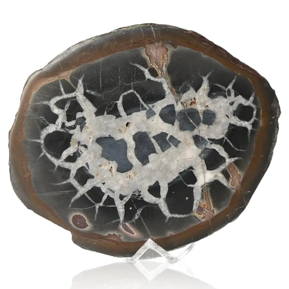 Septarian "Dragon Stone" with intricate patterns symbolizing power and endurance, offering physical and spiritual benefits.