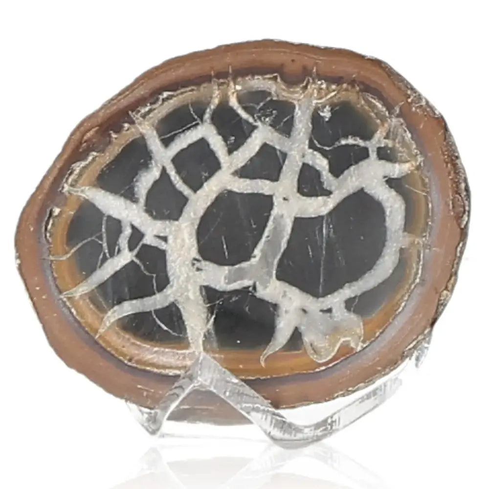 Close-up of a unique septarian stone, also known as "Dragon Stone," showcasing its distinctive patterns and earthy colors.