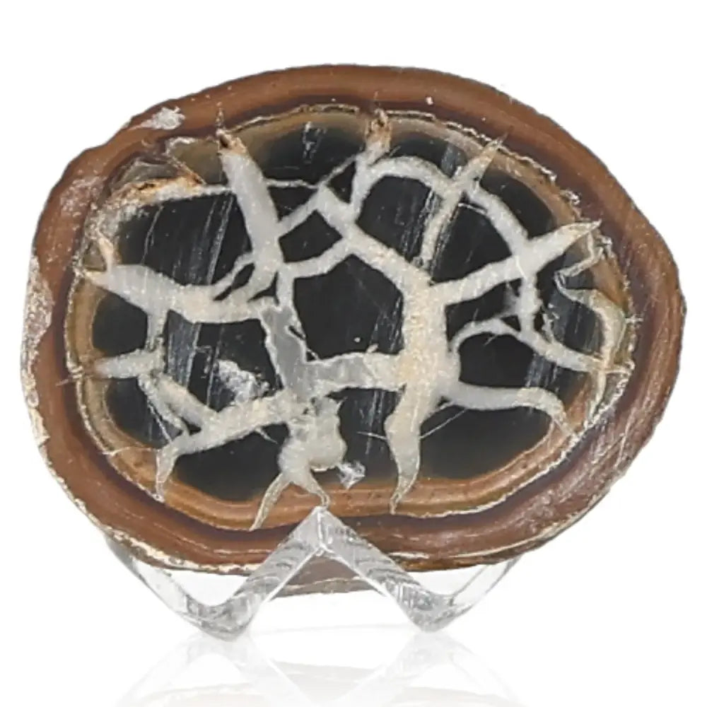 Septarian Dragon Stone showcasing unique patterns and rich symbolism, symbolizing power and endurance in challenging conditions.