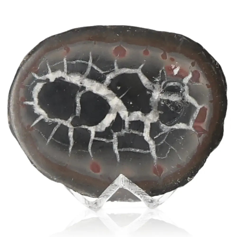 Septarian Dragon Stone with unique cracked patterns symbolizing power and endurance, showcased on a clear stand.