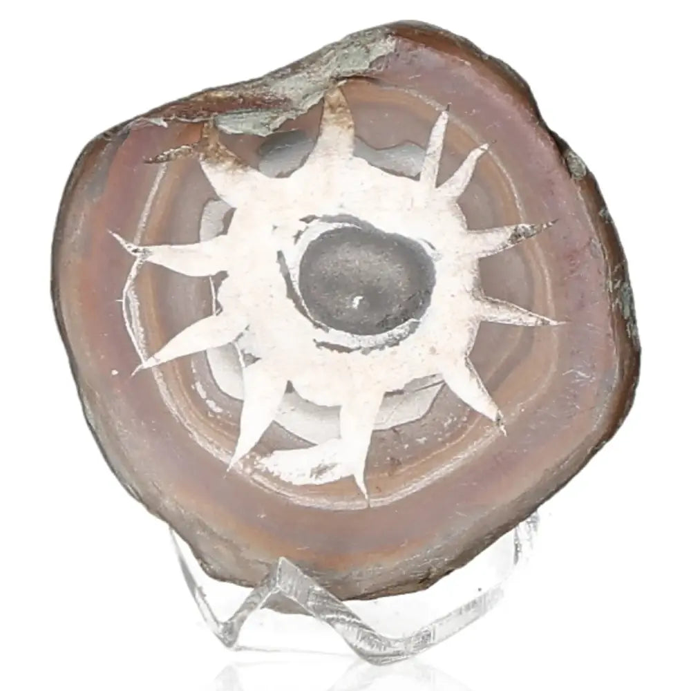 Polished septarian dragon stone with unique patterns and rich colors, symbolizing power and endurance.