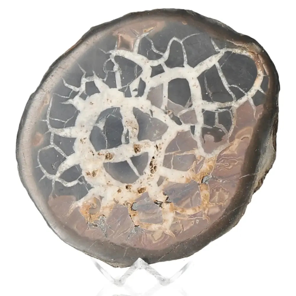 Polished septarian nodule showcasing intricate patterns and symbolic dragon stone properties