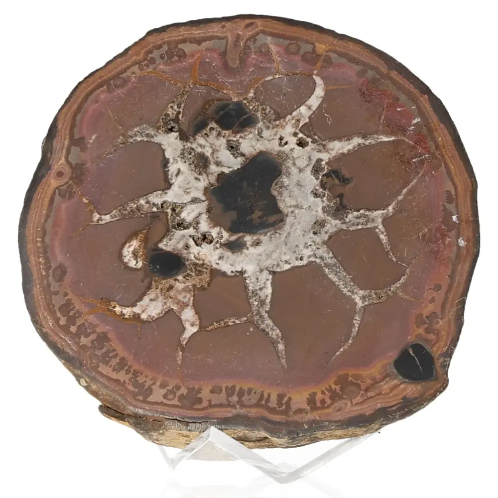 Polished septarian stone showcasing intricate patterns, known for its spiritual, physical, and therapeutic properties.