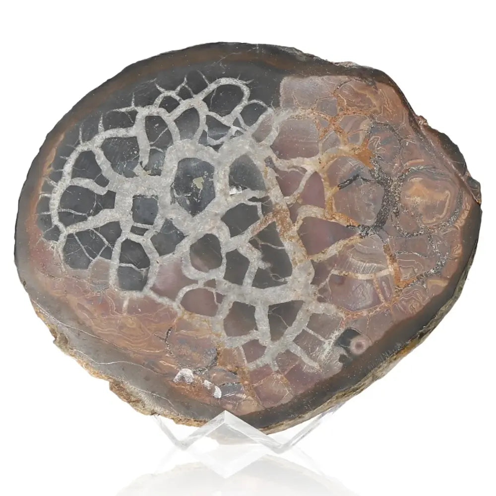 Septarian "Dragon Stone" mineral showcasing unique patterns, symbolizing power and endurance. Perfect for spiritual and physical balance.