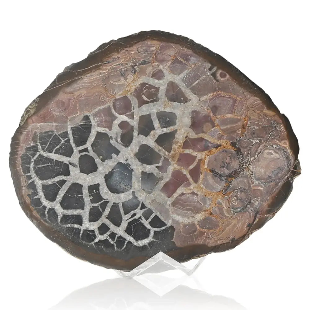 Septarian Dragon Stone with intricate patterns symbolizing power and endurance.