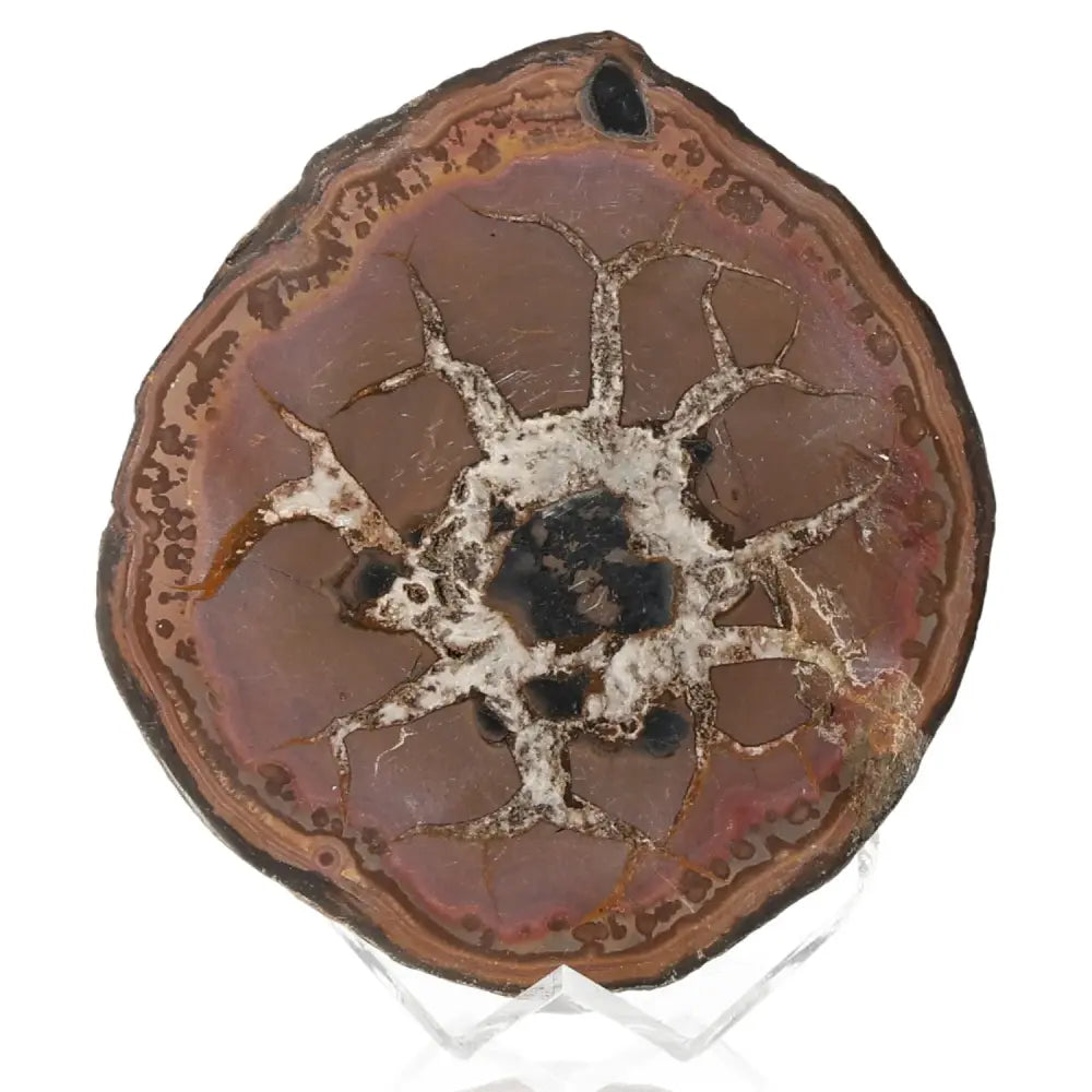 Close-up of septarian mineral, known as Dragon Stone, showcasing its unique patterns and symbolism of power and endurance.