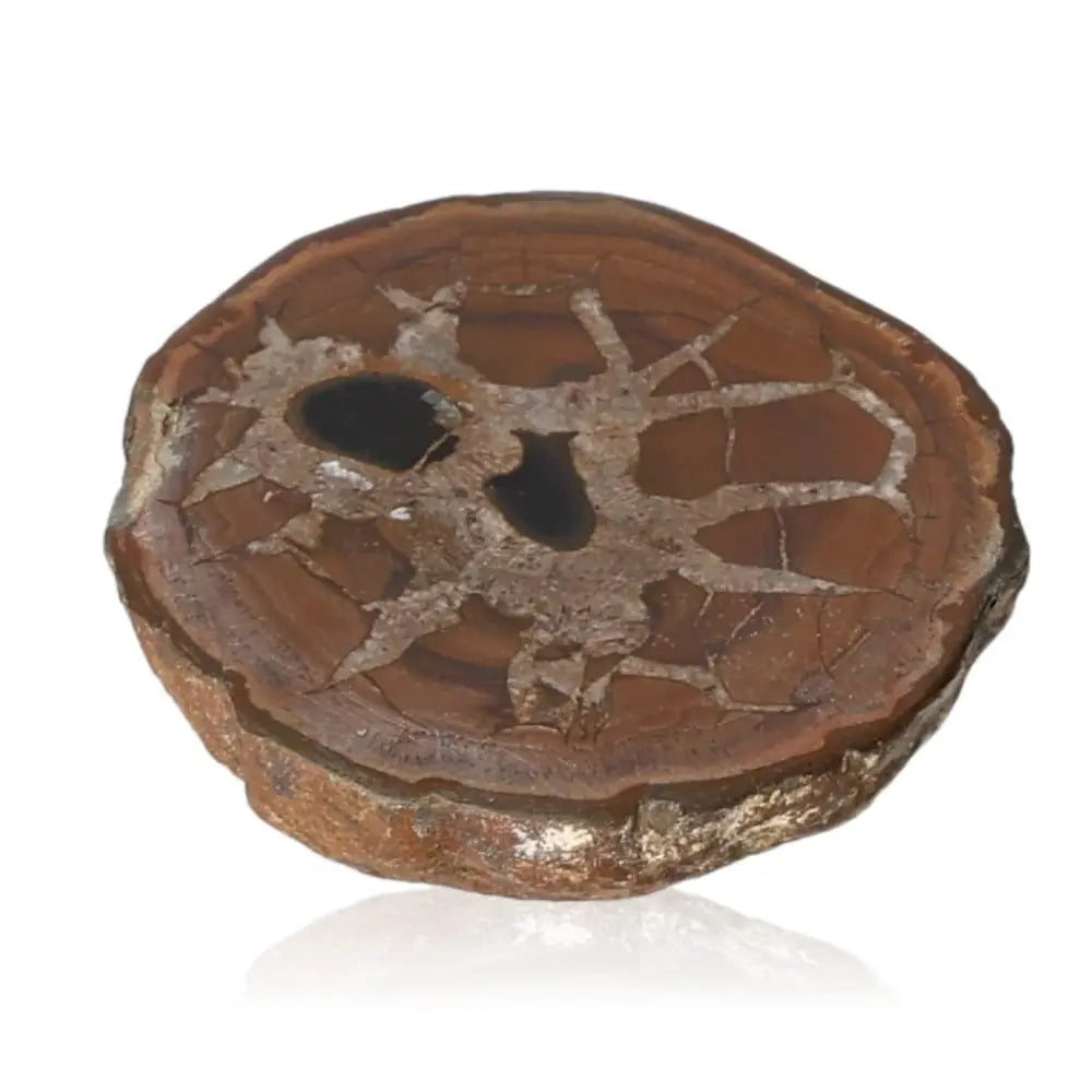 Close-up of a Septarian "Dragon Stone" displaying its unique cracked pattern and earthy hues, symbolizing power and endurance.