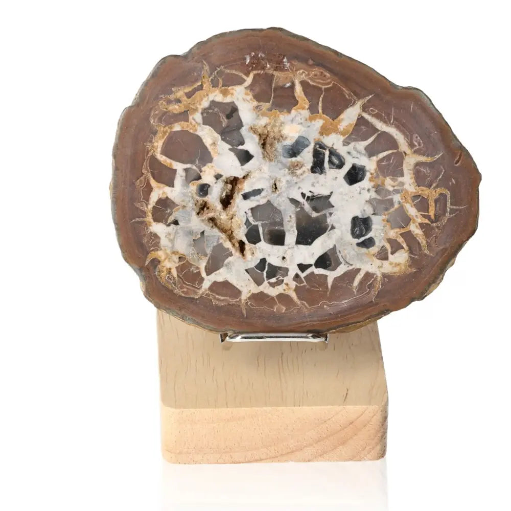Septarian "Dragon Stone" mineral specimen on a wooden stand, showcasing its unique and intricate natural patterns.