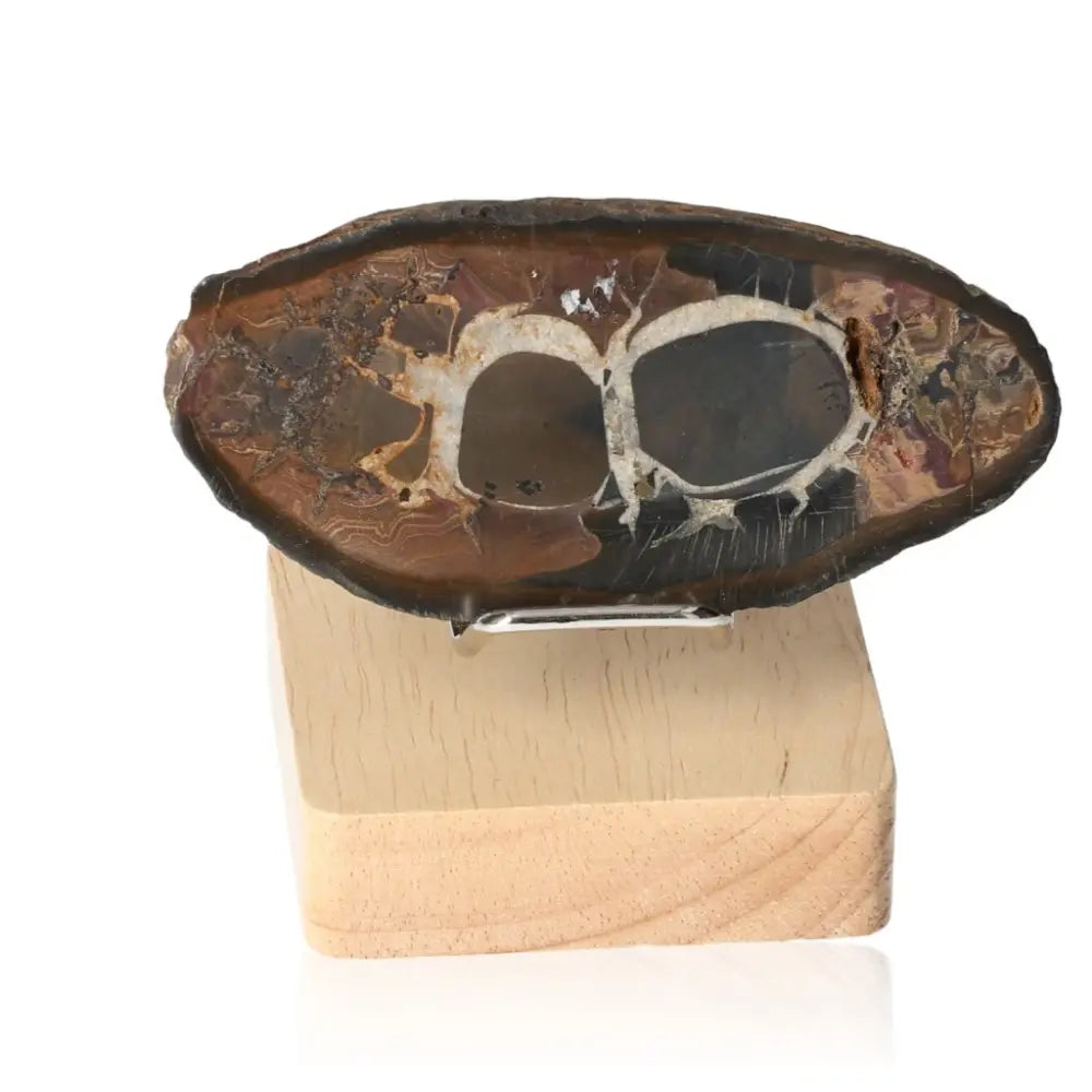 Unique septarian mineral, known as Dragon Stone, showcasing intricate patterns on wooden stand, symbolizing power and endurance.