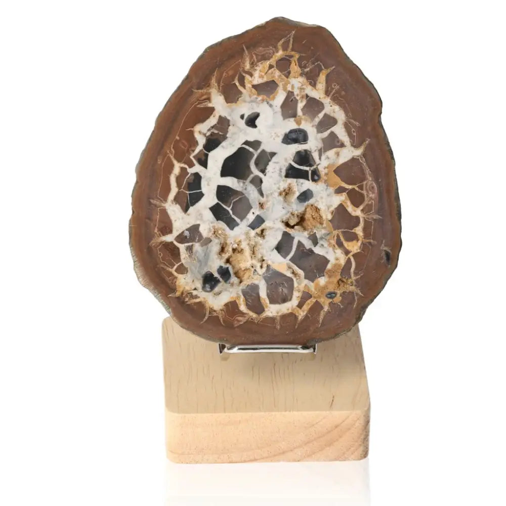 Septarian "Dragon Stone" mineral on display, symbolizing power and endurance with unique patterns and multidimensional properties