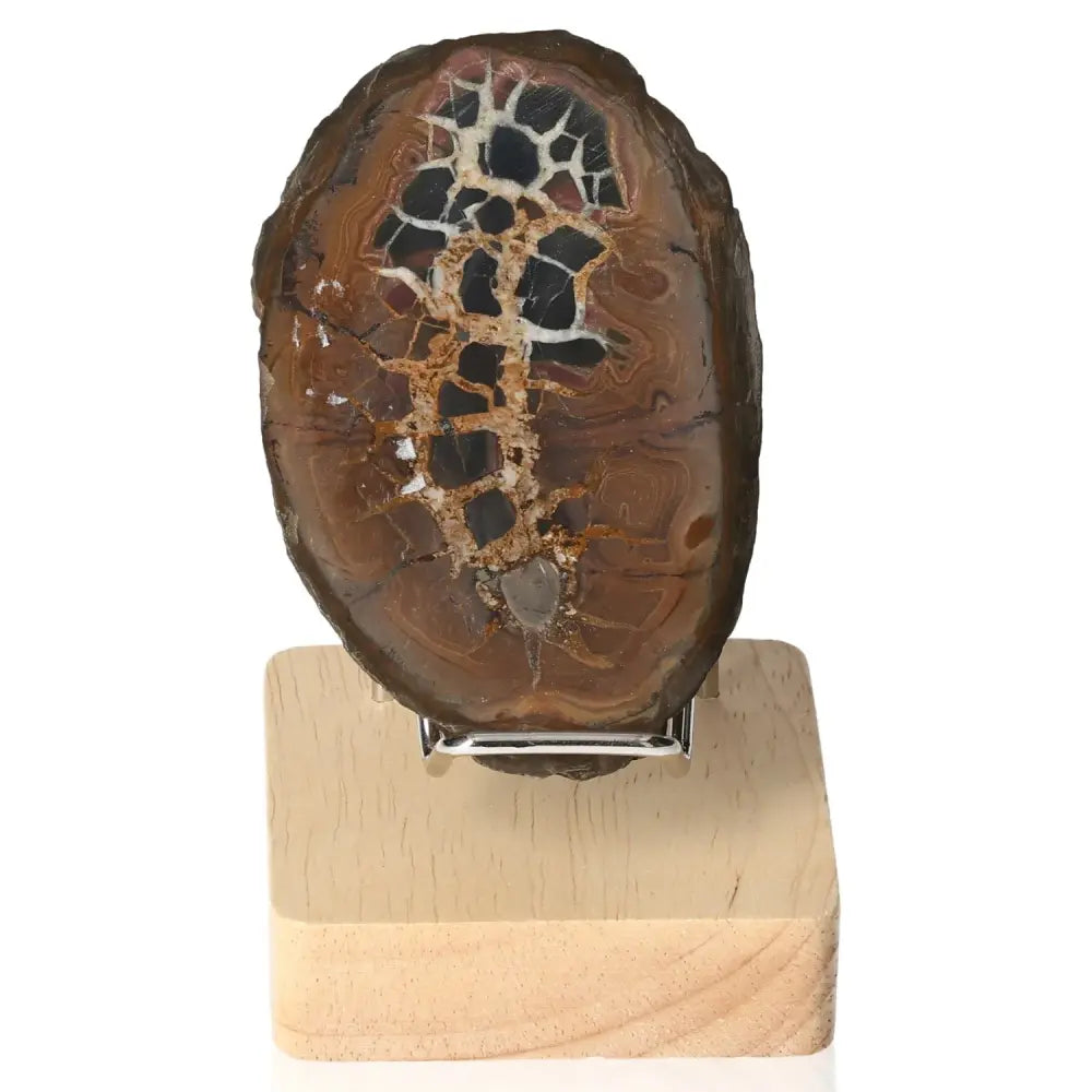Polished Septarian "Dragon Stone" on a wooden display stand, showcasing its unique mineral patterns and earthy hues.