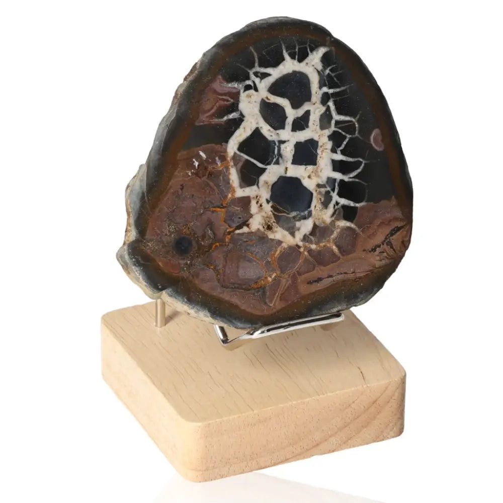 Septarian "Dragon Stone" on wooden stand, showcasing its unique patterned surface, symbolizing power and endurance.