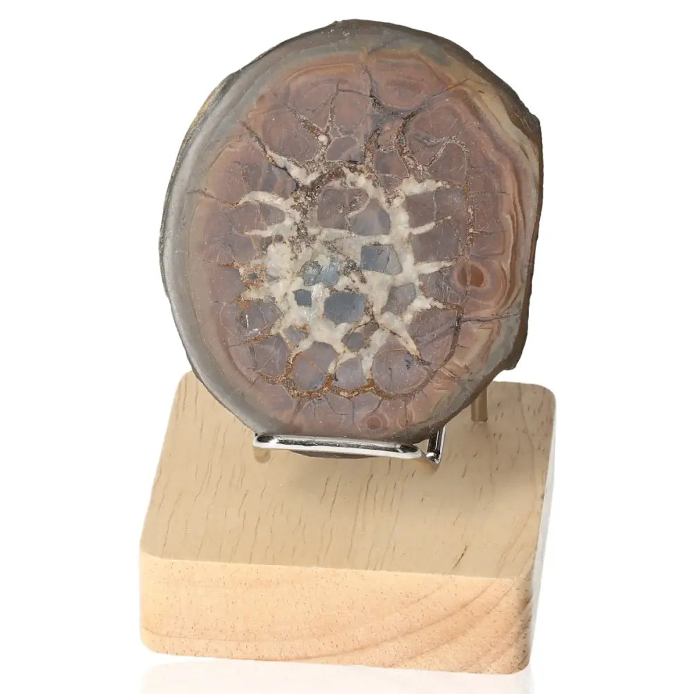 Septarian Dragon Stone showcasing its intricate natural patterns, symbolizing power and endurance, on a wooden display stand.
