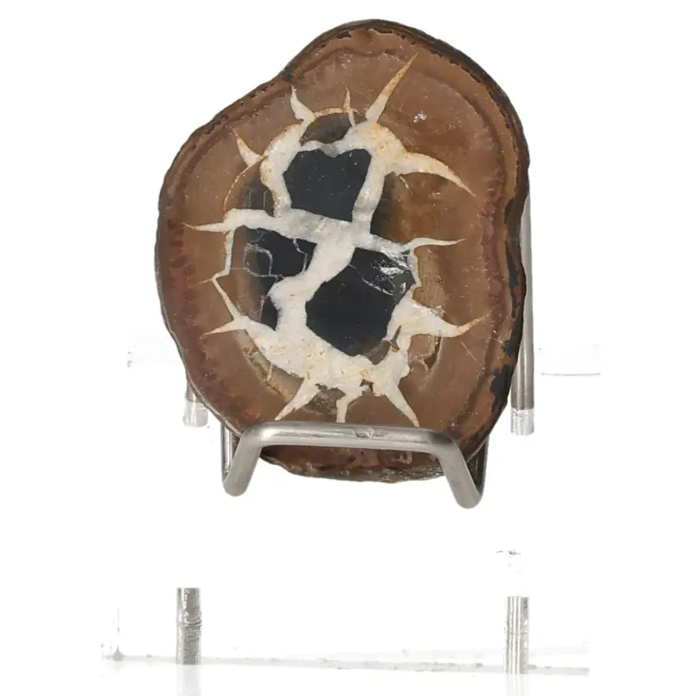 Septarian Dragon Stone showcasing unique patterns, symbolizing power and endurance; multidimensional mineral for spiritual and therapeutic uses.