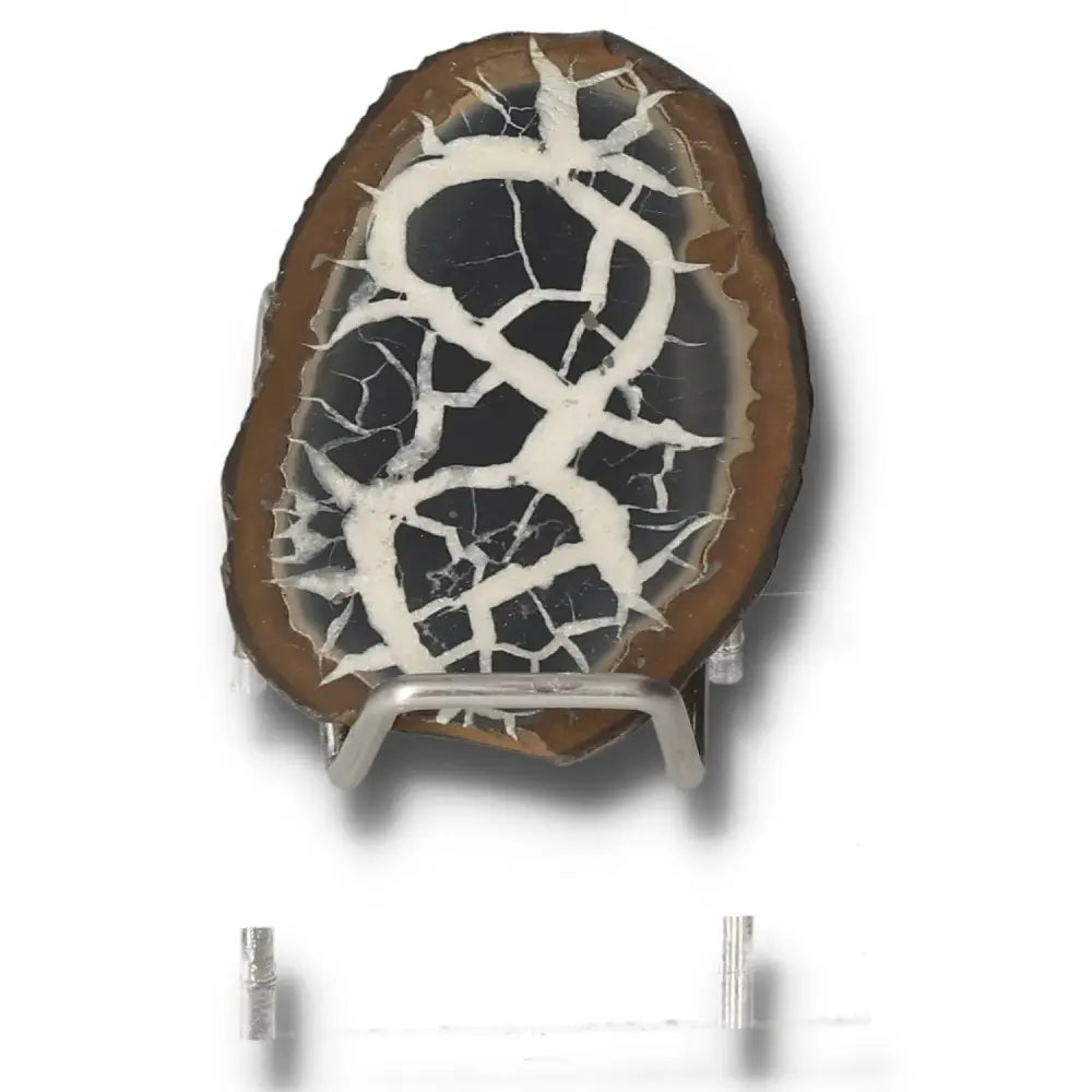 Septarian stone on display stand, featuring unique cracked pattern with brown and white hues, known as Dragon Stone for its symbolism and power.