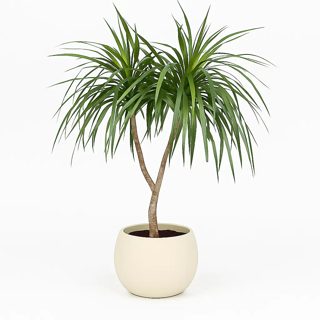 Beaucarnea recurvata branched Sylvia Crystals Sp. z o.o.