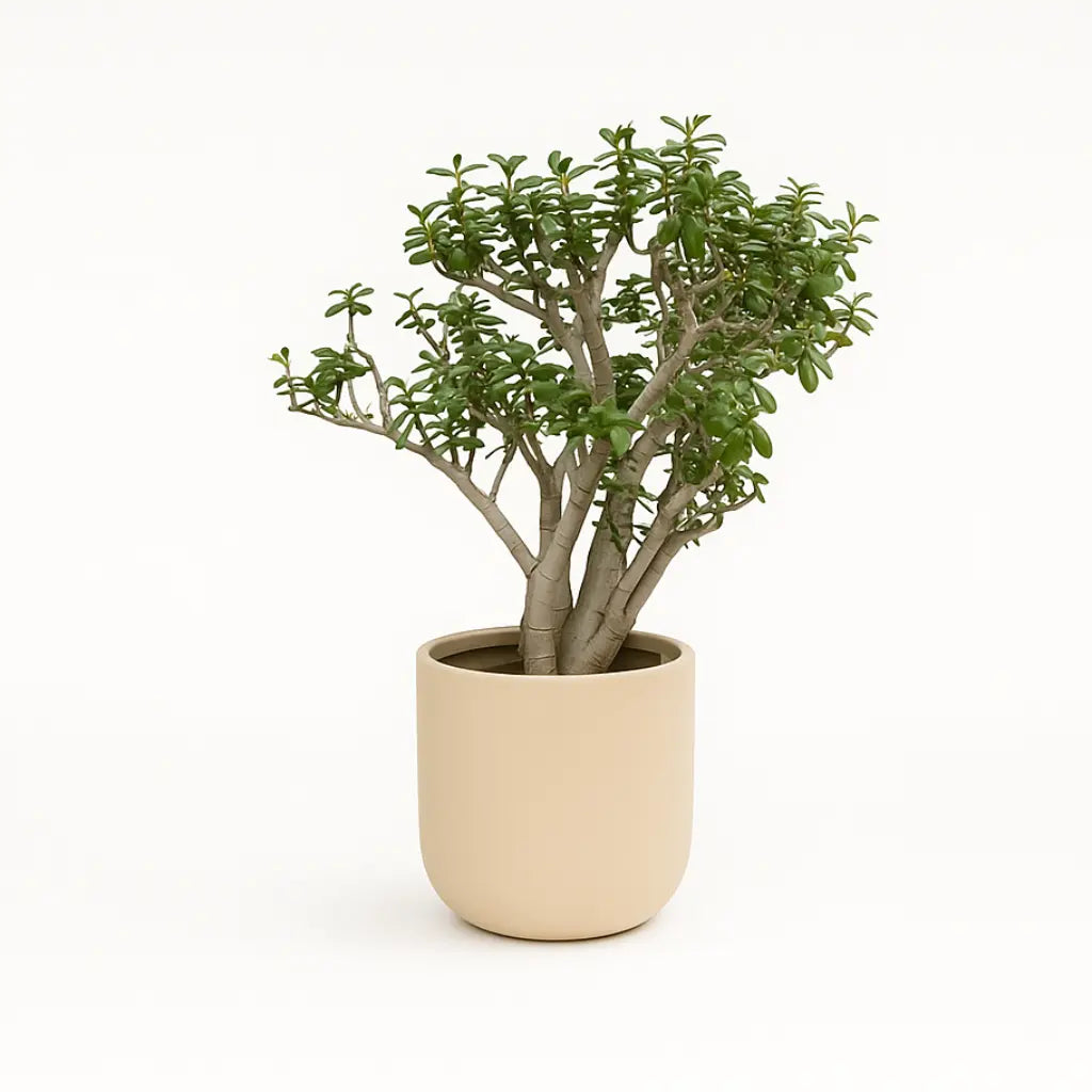 Crassula Ovata "Sunset" Sylvia Crystals Sp. z o.o.