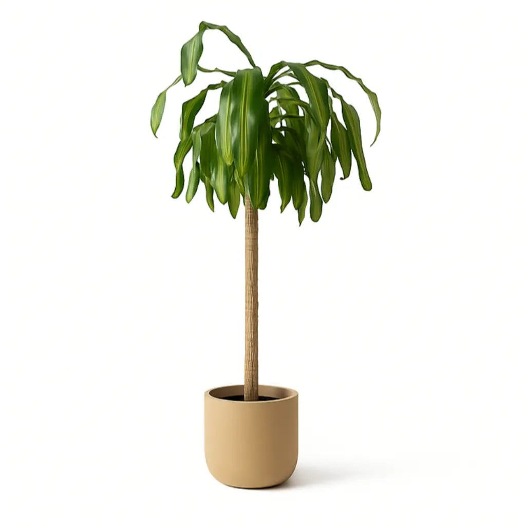 Dracaena Fragrans Massangeana Sylvia Crystals Sp. z o.o.