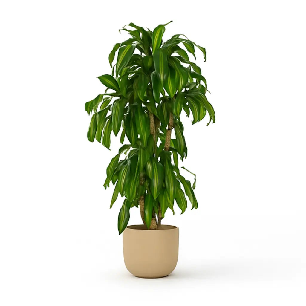 Dracena Massangeana Sylvia Crystals Sp. z o.o.