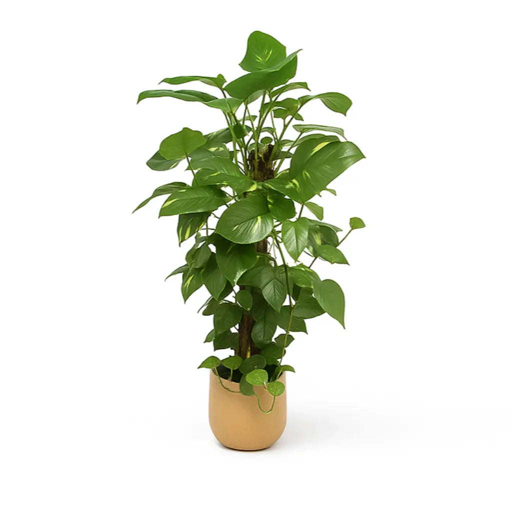 Epipremnum Pinnatum Moss Covered Stick Sylvia Crystals Sp. z o.o.