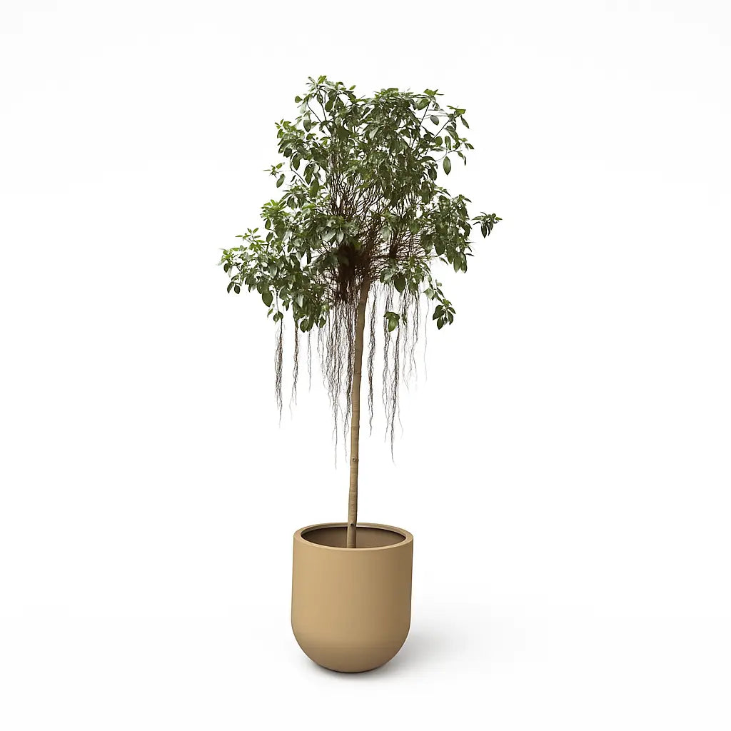 Ficus Rub Australis Berling Sylvia Crystals Sp. z o.o.