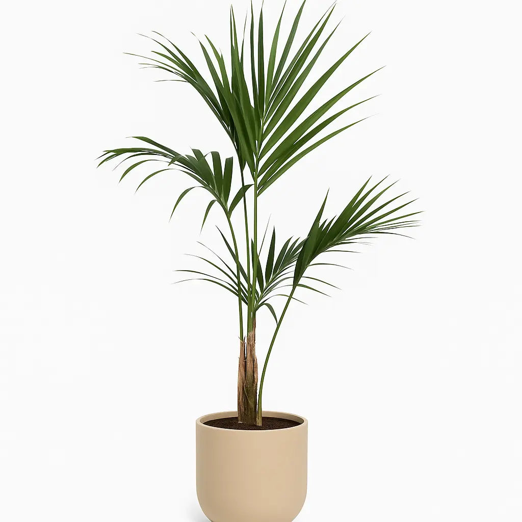 Howea Forsteriana Sylvia Crystals Sp. z o.o.