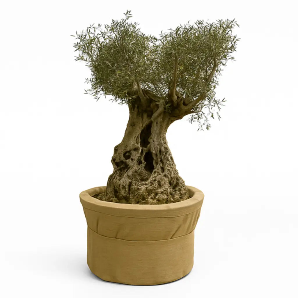Olive Tree XL Terrapot Sylvia Crystals Sp. z o.o.
