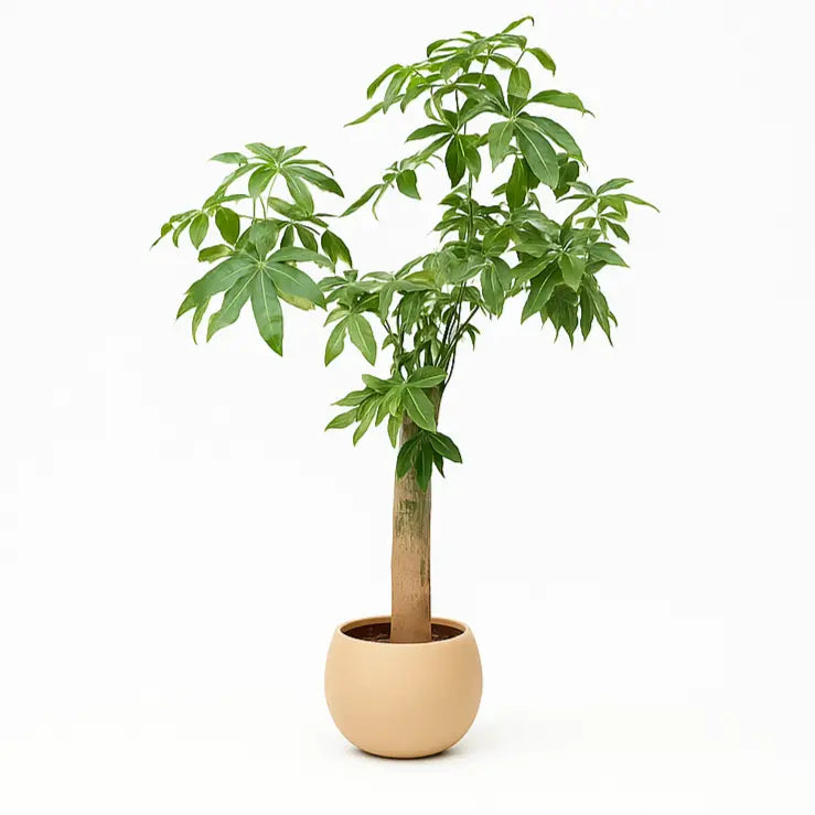 Pachira Aquatica N&S Sylvia Crystals Sp. z o.o.