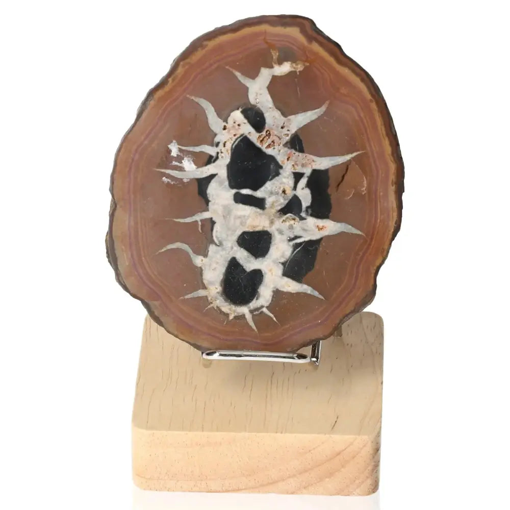 orbitvu|type:image2d