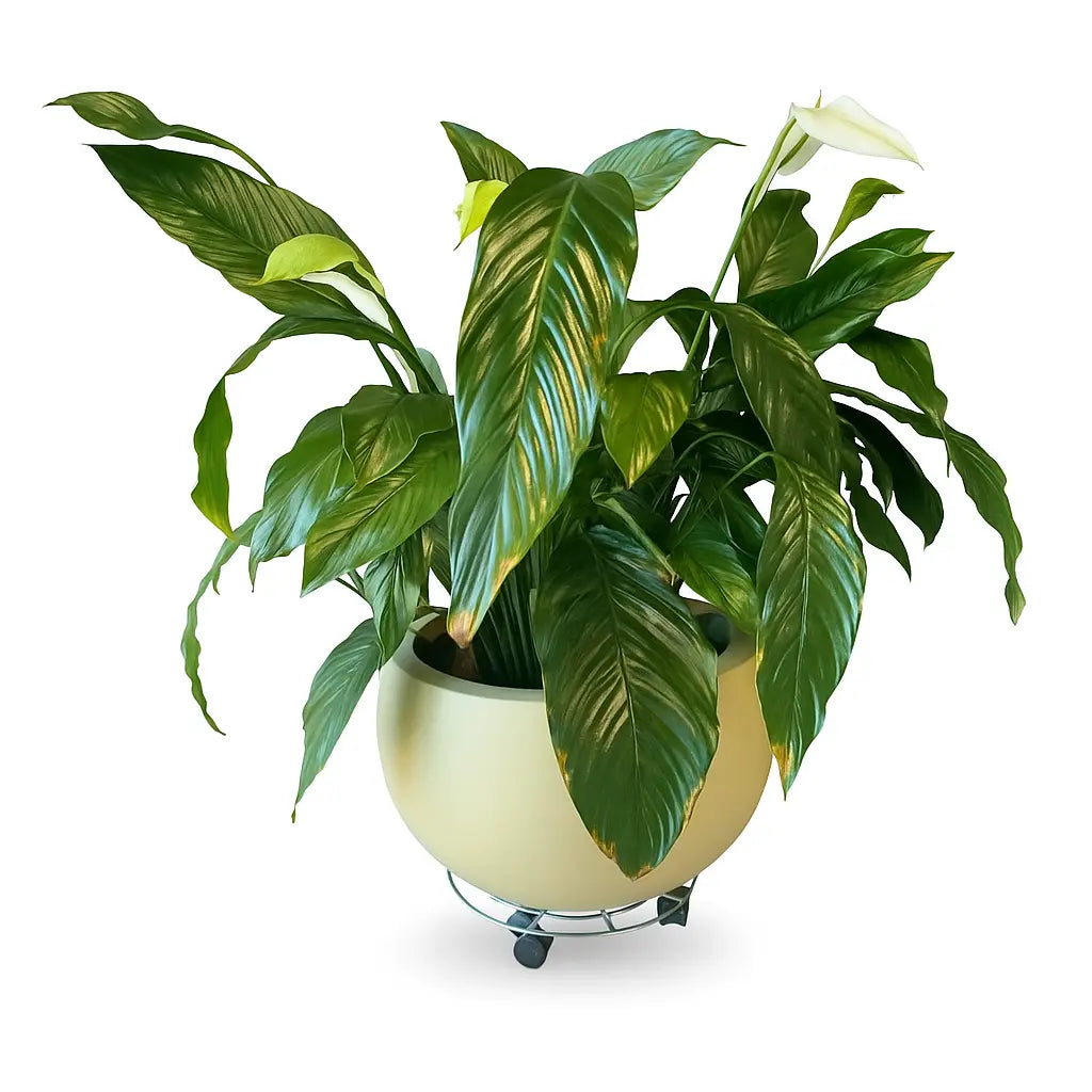 Spathiphyllum Sweet Sebastiano Sylvia Crystals Sp. z o.o.