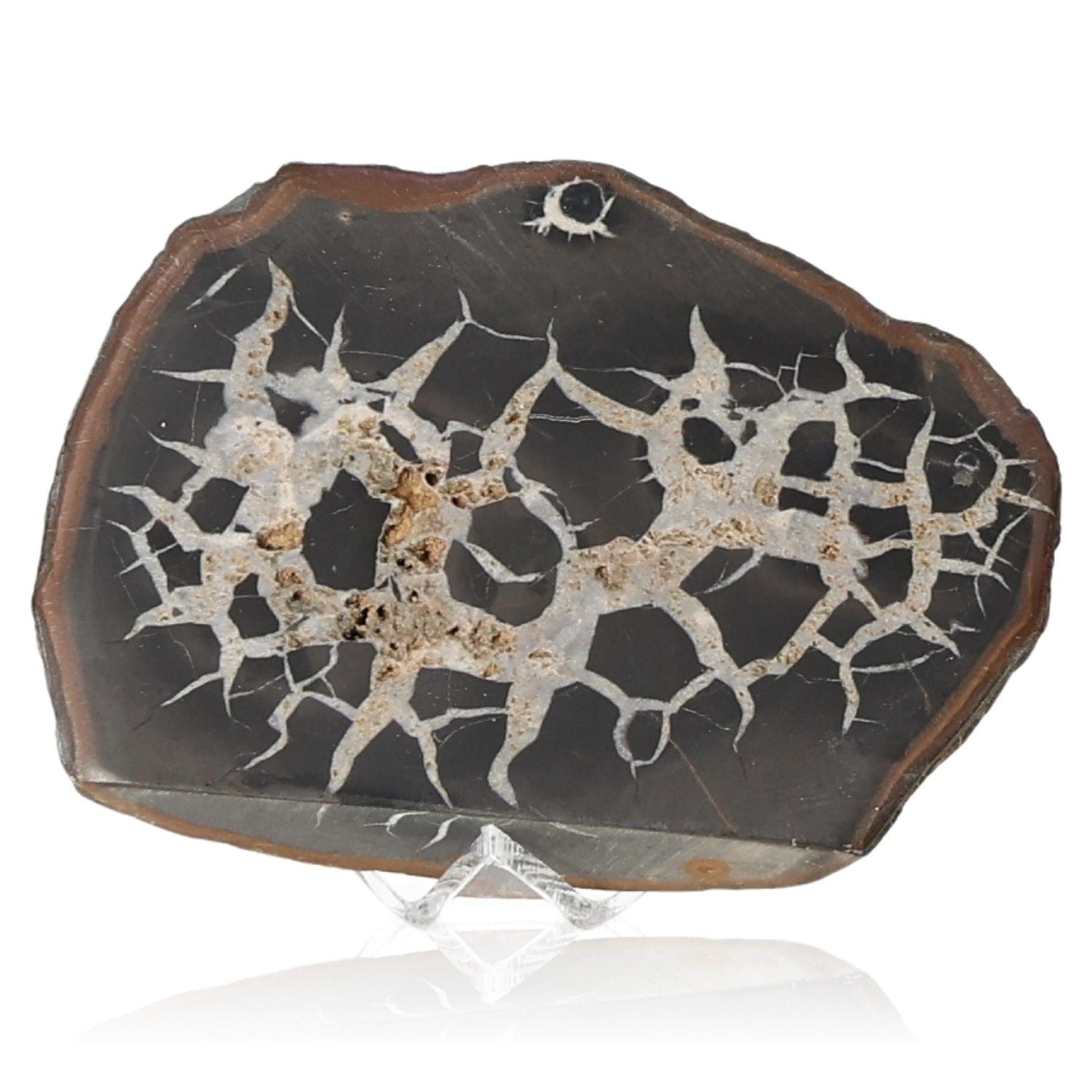 Septarian stone slice showcasing unique patterns of brown, yellow, and gray, known for connection, protection, and transformation.