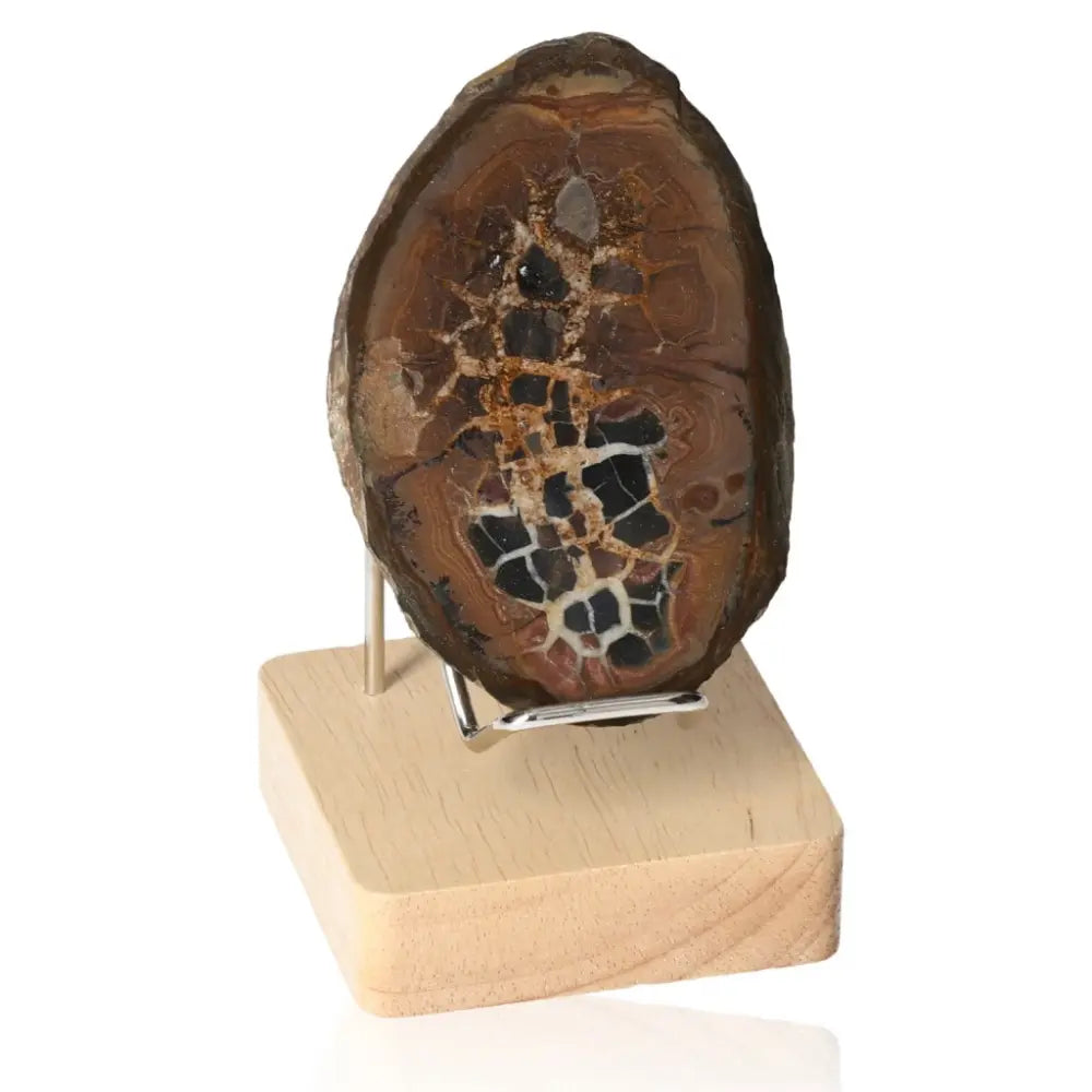 Septarian "Dragon Stone" on display stand showcasing its unique patterns and textures, symbolizing power and endurance.