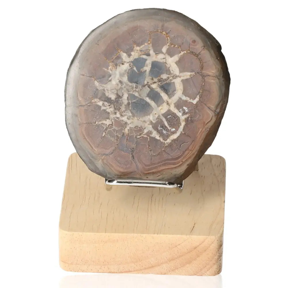 Septarian "Dragon Stone" mineral on wooden stand, symbolizing power and endurance with its unique appearance and multidimensional properties.