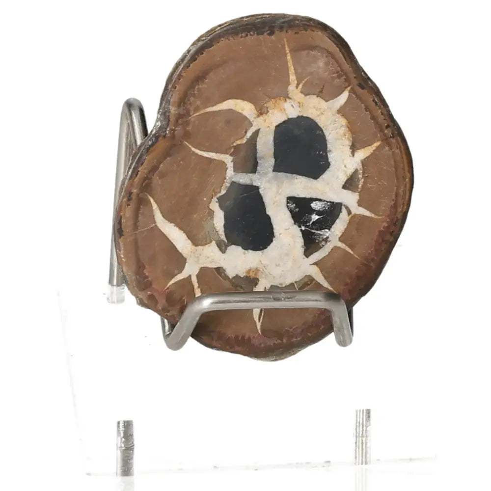 Septarian stone, also known as Dragon Stone, on display; features unique patterns symbolizing power, endurance, and spiritual growth.