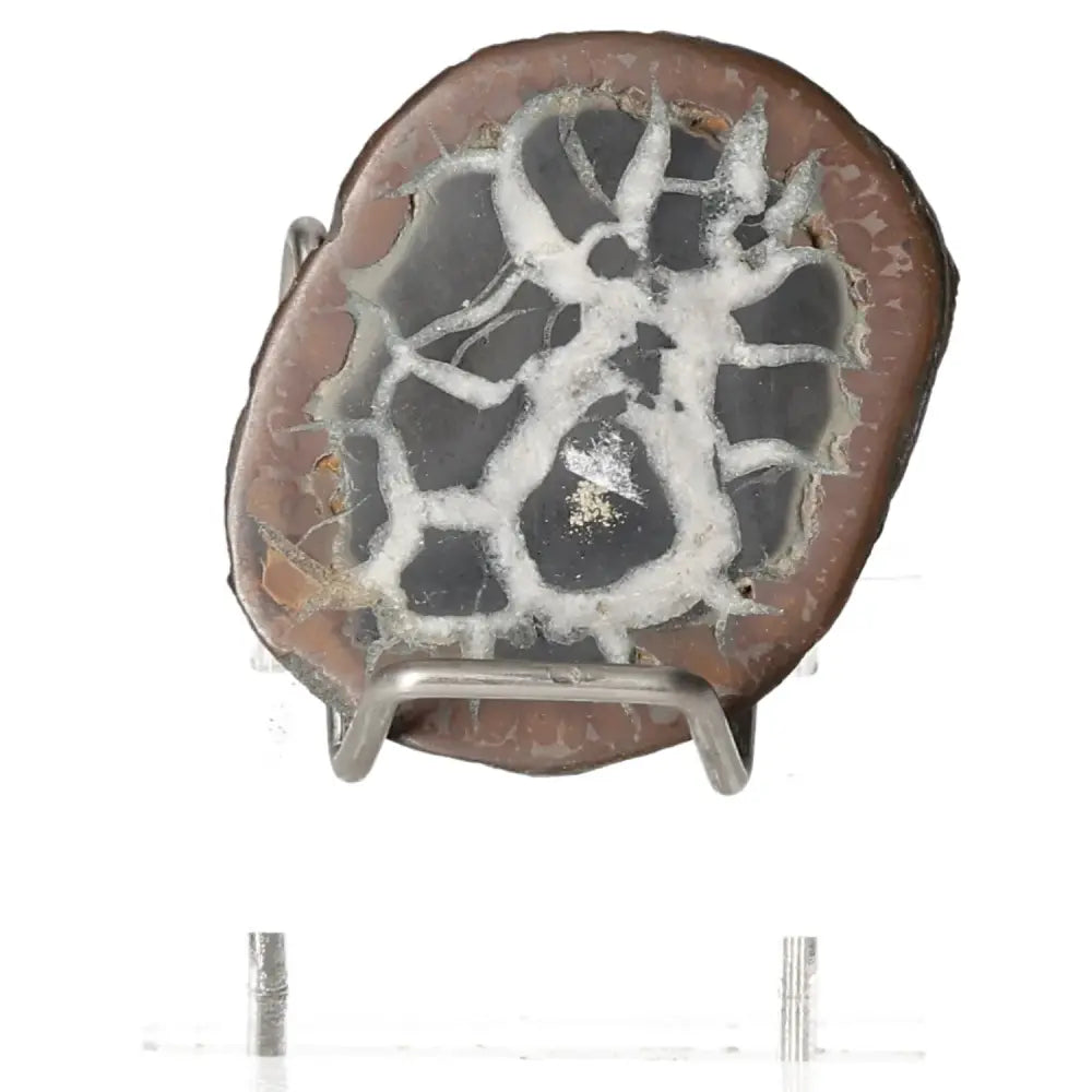 Septarian Dragon Stone on stand showcasing unique mineral pattern of power and endurance