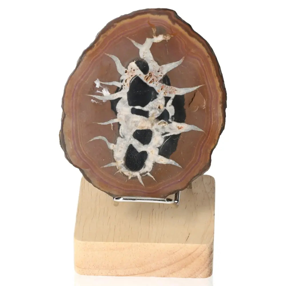 Polished Septarian "Dragon Stone" on stand, showcasing unique patterns and rich symbolism of power and endurance.