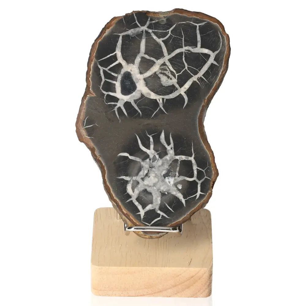 Septarian "Dragon Stone" on wooden stand, showcasing unique cracked patterns and earthy hues, symbolizing power and endurance.