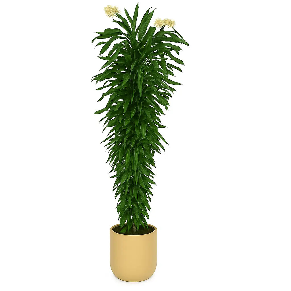 Dracaena Fragrans Janet Lind - Sylvia Crystals Sp. z o.o