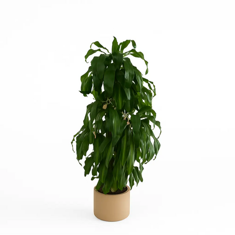 Dracena Massangeana - Elegante Zimmerpflanze