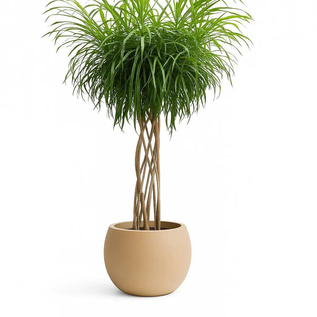 Dracena Reflexa Anita Sylvia Crystals Sp. z o.o.