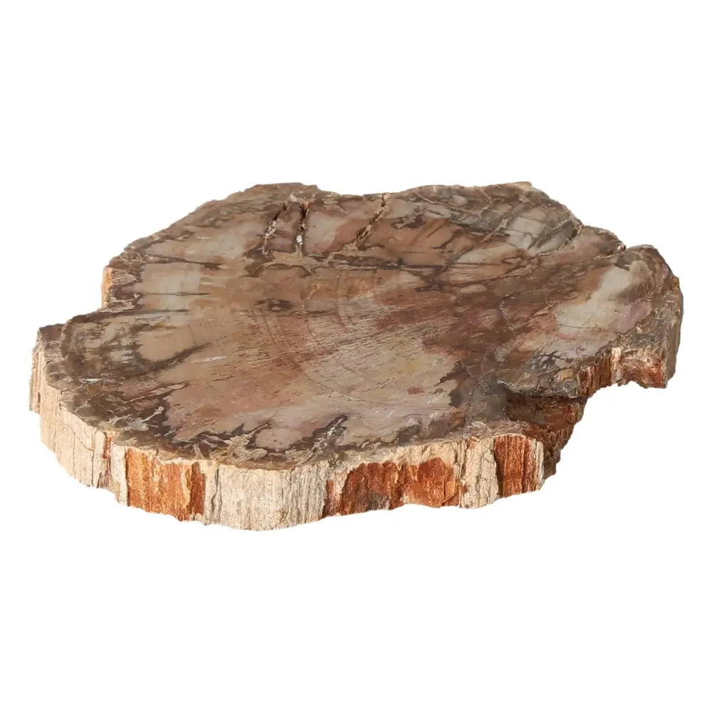 Petrified wood slice showcasing intricate fossilized details and mineral transformation, symbolizing ancient wisdom and stability.