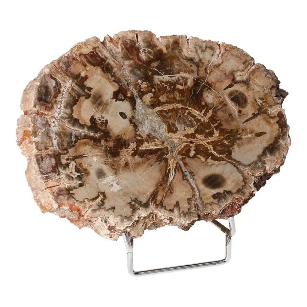 Petrified wood slice showcasing detailed fossilization and quartz mineral transformation, symbolizing ancient wisdom and stability.